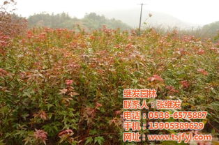 五角楓 繼發(fā)園林 五角楓種植