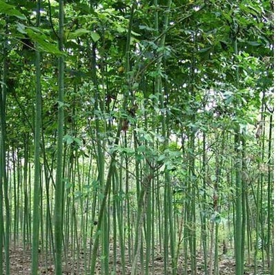 綠化苗28 -福建興輝苗木 產(chǎn)品展示(福建紅繡球、福建興輝苗木 、紅葉石蘭)-金泉網(wǎng)