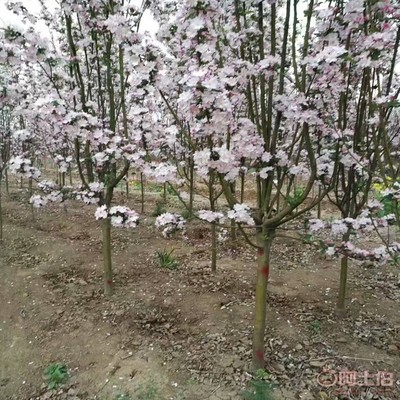 【誠信經(jīng)營海棠苗廠家西府海棠的用途】泰安高新區(qū)旺運(yùn)苗木中心 - 產(chǎn)品庫