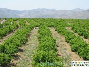 供應(yīng)正宗九豐一號(hào)苗木價(jià)格_供應(yīng)正宗九豐一號(hào)苗木廠家_世界工廠網(wǎng)產(chǎn)品信息庫(kù)