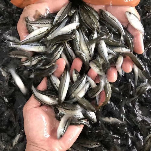 藤古龍泥鰍苗泥鰍苗投放時(shí)間及養(yǎng)殖密度夏季出來(lái)