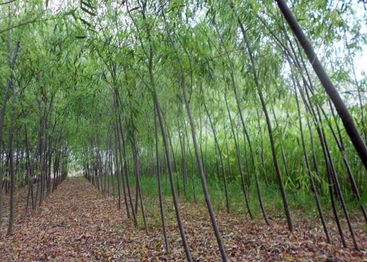 國(guó)槐價(jià)格國(guó)槐 白臘 合歡 國(guó)槐 白臘 合歡山東 平源國(guó)槐苗 菏澤平源國(guó)槐苗木基地 菏澤平源