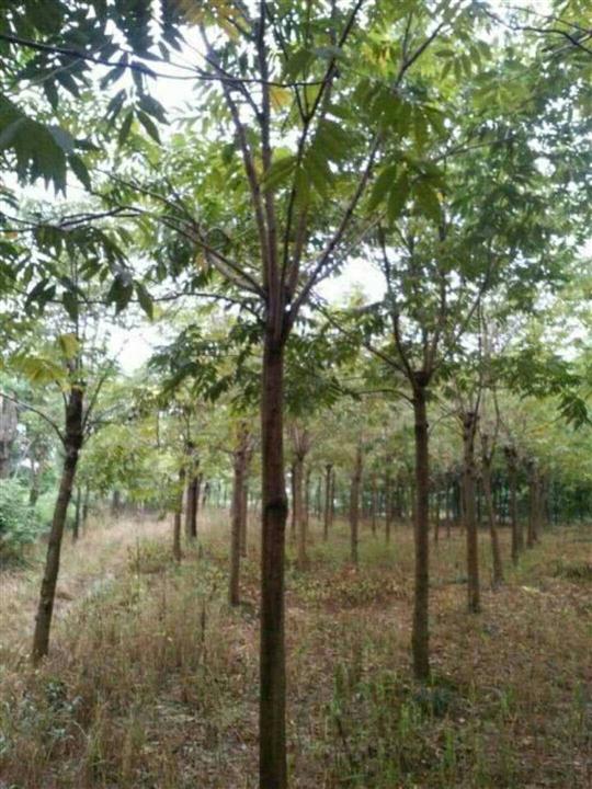 江蘇綠錦苗木場(chǎng)