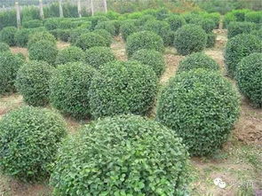 盤點(diǎn)苗木產(chǎn)業(yè)從 興 到 衰 ,中小苗圃的未來在哪里