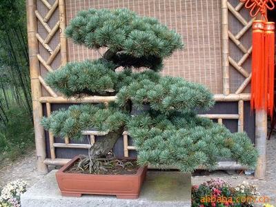 【綠化設(shè)計(jì)圖中的喬木與灌木之分】價(jià)格、產(chǎn)品供應(yīng),綠化設(shè)計(jì)圖中的喬木與灌木之分廠家批發(fā)-1024商務(wù)網(wǎng)