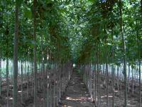 12公分法桐價(jià)格、法國梧桐、法桐樹價(jià)格[供應(yīng)]_綠化苗木_世界工廠網(wǎng)中國產(chǎn)品信息庫