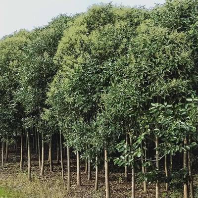 綠化苗木新街女貞8公分_安慶8公分大葉女貞上車價