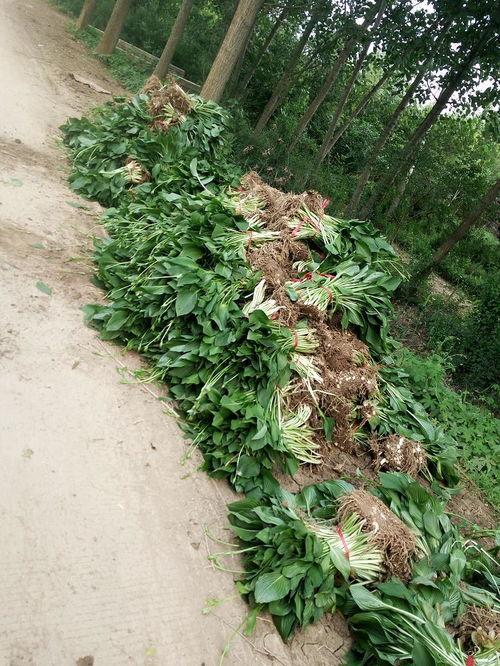 玉簪紫玉簪苗木 沭陽縣完美園林綠化苗木場