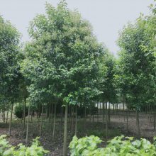 【高桿女貞行道樹_綠化工程高桿女貞行道樹苗圖片】高桿女貞行道樹_綠化工程高桿女貞行道樹苗 - 東臺(tái)市新街鎮(zhèn)勤茂園林苗木園