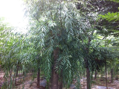 山東萬畝苗木大量出售西湖垂柳-山東萬畝苗木培育基地提供山東萬畝苗木大量出售西湖垂柳的相關介紹、產(chǎn)品、服務、圖片、價格13-14公分紅葉碧桃樹苗、5公分龍柱碧桃價格、3公分菊花碧桃小苗、8公分法桐基地、速生白蠟樹苗、山東國槐樹基地、