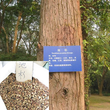 【杉苗木】最新最全杉苗木 產(chǎn)品參考信息