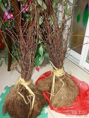 【大量批發(fā)五味子苗,一年生五味子苗】,價格,廠家,供應商,花木,寬城區(qū)永發(fā)苗木培育基地 - 產(chǎn)品庫