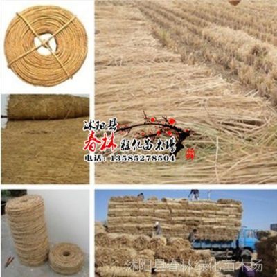 供應批發(fā)園藝稻草繩子 捆綁繩 打草繩 苗木及工廠產品包扎與防護