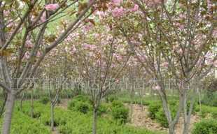 供應櫻花、喬木灌木、紫薇、廣玉蘭 沭陽苗木_農副產品_世界工廠網(wǎng)中國產品信息庫