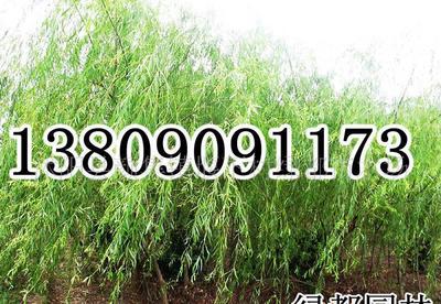【長(zhǎng)期各種規(guī)格垂柳,樹形優(yōu)美,冠幅勻稱(圖)】?jī)r(jià)格_廠家_圖片