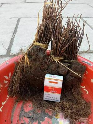 【大量批發(fā)五味子苗,一年生五味子苗】,價(jià)格,廠家,供應(yīng)商,花木,寬城區(qū)永發(fā)苗木培育基地 - 產(chǎn)品庫(kù)