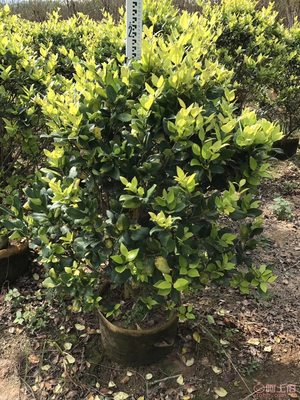 【興輝園藝場(chǎng)直銷金森女貞袋苗、園林綠化、農(nóng)戶種植】綠化苗木,價(jià)格,廠家,供應(yīng)商,花木,龍海市東泗興輝園藝場(chǎng) - 產(chǎn)品庫(kù)