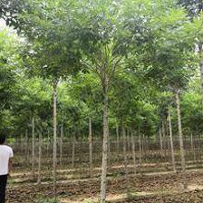 5.0厘米金葉白蠟價(jià)格_自然高350.0丨冠幅300.0公分衡水市金葉白蠟價(jià)格_故城縣霞光苗木種植專(zhuān)業(yè)合作社-愛(ài)淘苗