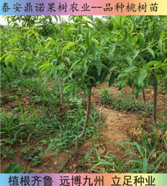 新聞 浙江永不軟黃桃苗價(jià)格