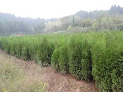 1-3公分優(yōu)質(zhì)柏樹(shù)苖圖片,1-3公分優(yōu)質(zhì)柏樹(shù)苖圖片大全,簡(jiǎn)陽(yáng)市和映林果苗木專(zhuān)業(yè)合作社-