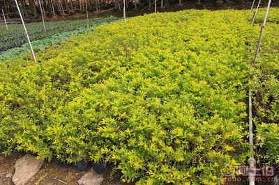 【黃金葉種植基地、基地直銷(xiāo)、質(zhì)優(yōu)價(jià)廉】綠化苗木,價(jià)格,廠家,供應(yīng)商,花木,龍海市東泗興輝園藝場(chǎng) - 產(chǎn)品庫(kù)