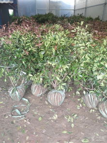 泰安苗木基地1000高50元