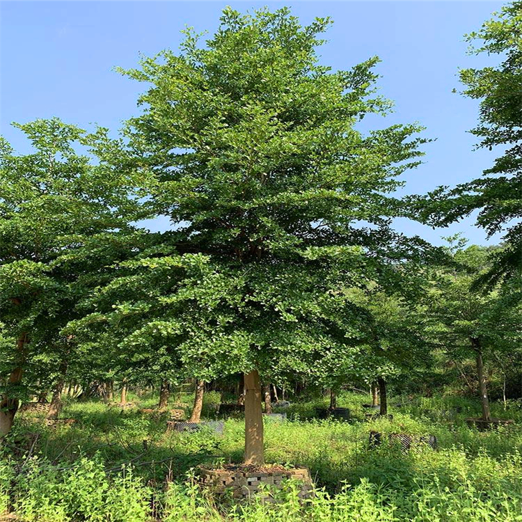 江西小葉欖仁行道樹細葉欖仁樹苗自產(chǎn)自銷綠化苗木