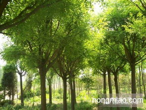 油松 樟子松 國槐 刺槐一級苗木低價供應