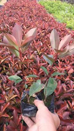 【紅葉石楠袋苗優(yōu)質(zhì)批發(fā)、量大優(yōu)惠】綠化苗木,價格,廠家,供應(yīng)商,花木,龍海市東泗興輝園藝場 - 產(chǎn)品庫