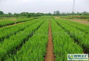 環(huán)保綠化苗木側(cè)柏價格_環(huán)保綠化苗木側(cè)柏廠家_世界工廠網(wǎng)產(chǎn)品信息庫