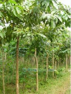 供應(yīng)大葉紫薇-直銷大葉紫薇-低價大葉紫薇-苗木批發(fā)大葉紫薇_農(nóng)副產(chǎn)品_世界工廠網(wǎng)中國產(chǎn)品信息庫