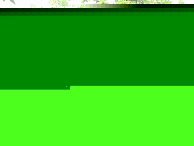 供應(yīng)桂花、含笑