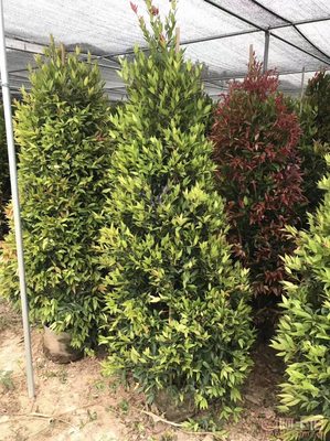 【江西綠化苗木袋苗紅車、農戶種植】綠化苗木,價格,廠家,供應商,花木,龍海市東泗興輝園藝場 - 產品庫