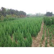 主營:樟子松、垂柳、國槐、金葉榆、新疆楊、白榆、檜柏
