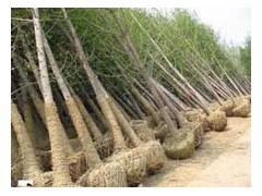 山東五角楓苗木基地供應15公分五角楓樹、名運苗木基地出售|喬灌木|綠化苗木|供應信息|597苗木網