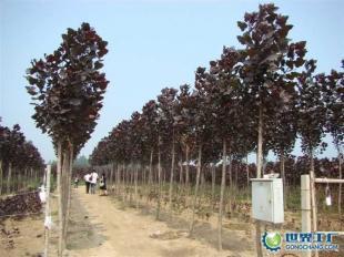 供應全紅楊、紅桂、紅葉石楠等綠化苗木_農副產品_世界工廠網中國產品信息庫