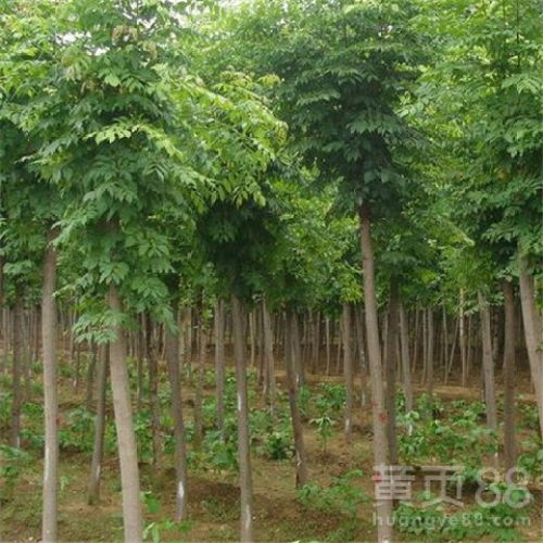 【菏澤白蠟苗木批發(fā)價】- 