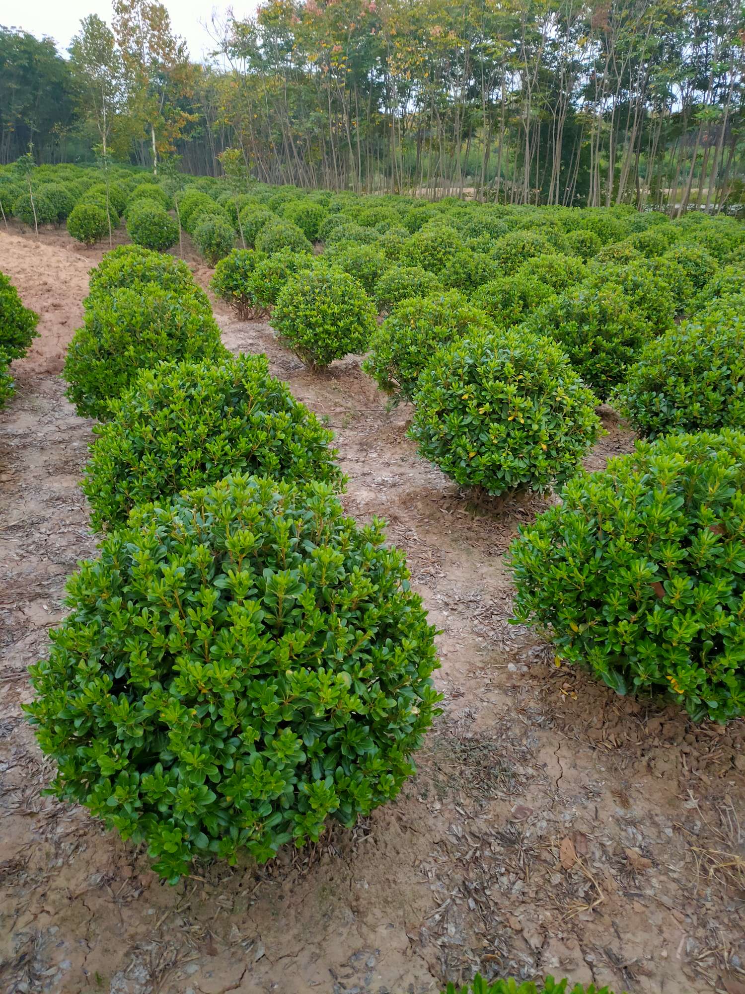 [海桐球冠幅100厘米海桐球 60.00元/株 若干