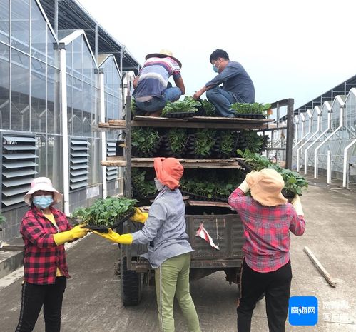 三亞培育1000萬株優質瓜菜苗 保障冬春季瓜菜生產