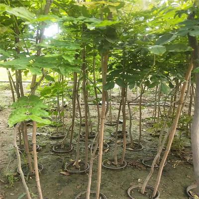 紫藤產業：廠家直銷、生產基地與園林綠化的完美結合