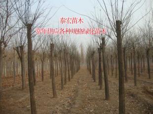 河南鄭州國槐小苗批發價格分析及市場趨勢