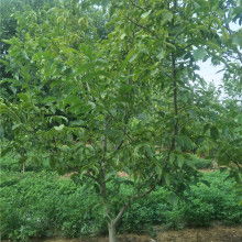 優(yōu)美苗木基地 花卉種植的藝術(shù)與實踐