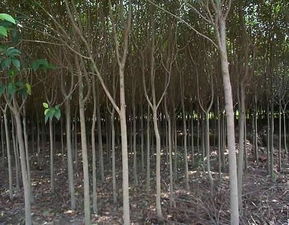 高桿女貞苗木圖片與南京市浦口區(qū)永賢苗圃場的專業(yè)種殖業(yè)務(wù)