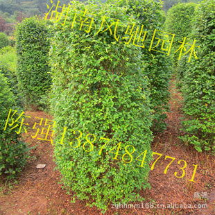 湖南風(fēng)馳園林 精品小葉雨針柱形樹，綠化苗木的專業(yè)供應(yīng)商